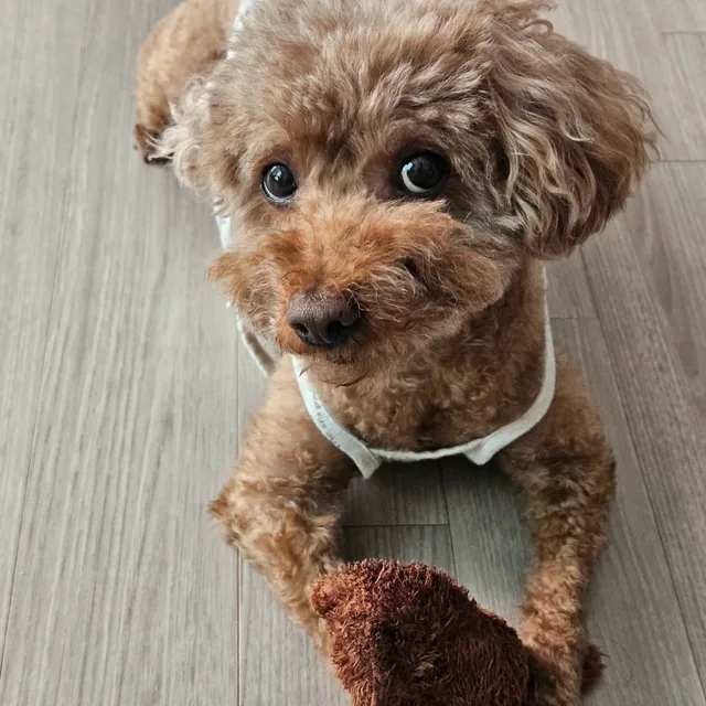 마루