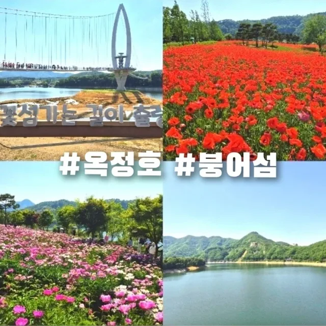 들국화