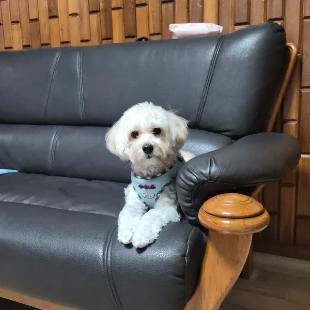 꼬들이