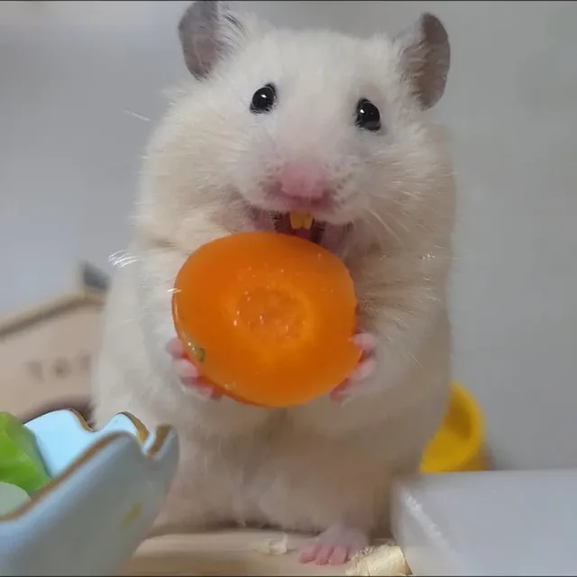 당근조아