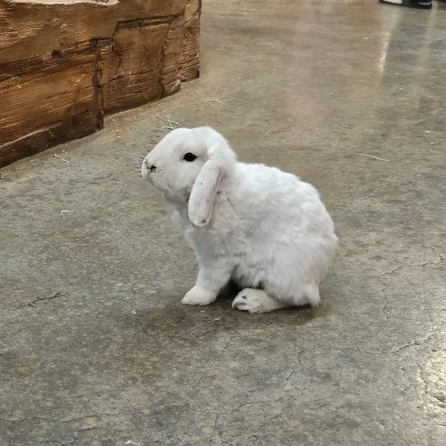 샤브야