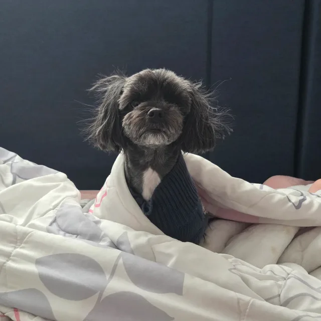 모카파