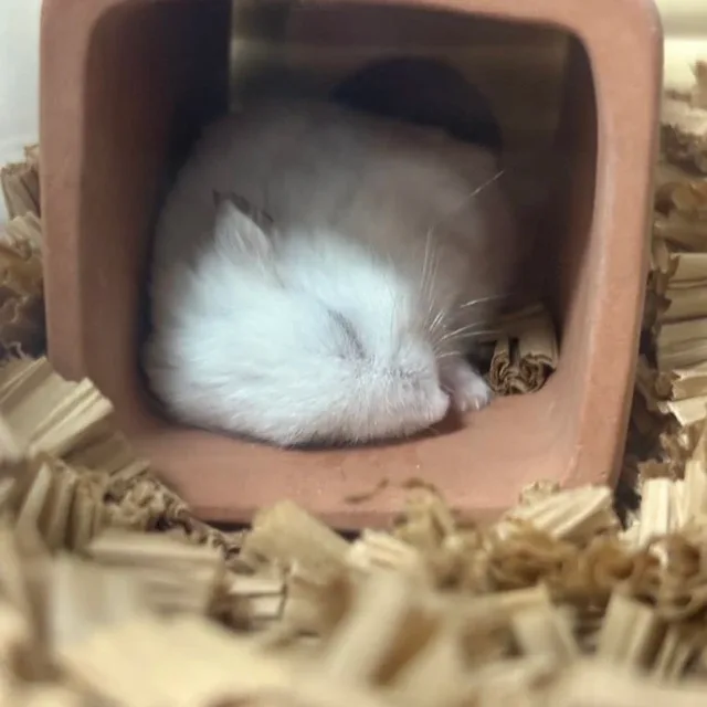 쥐가좋다