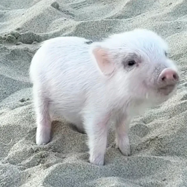 꼬마돼지