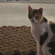 먕냥