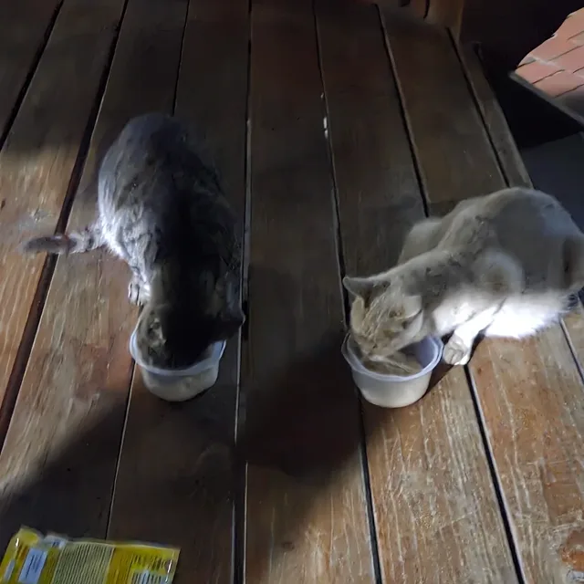 사랑이흰둥이