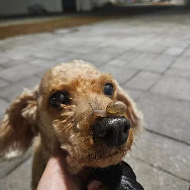 초아현