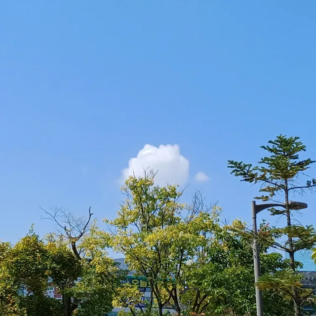 나무에걸린구름