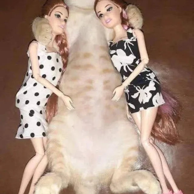 캣맘