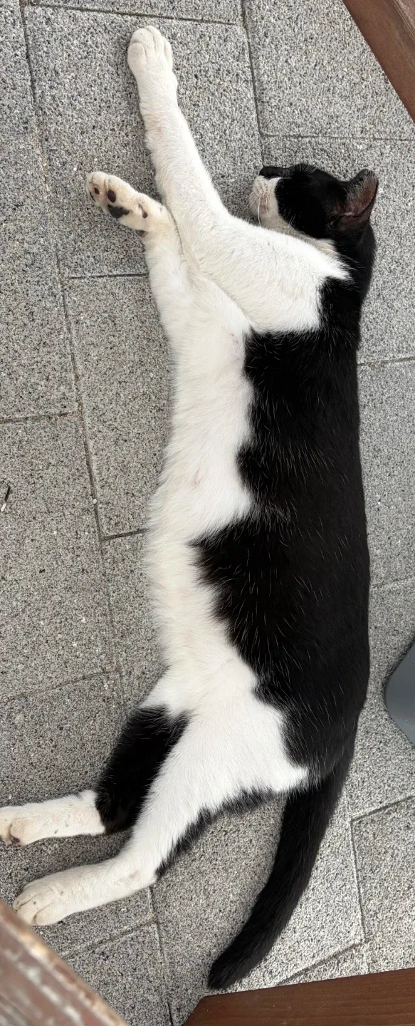 냥이냥이고냥이