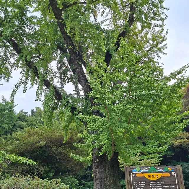 낭만돌이
