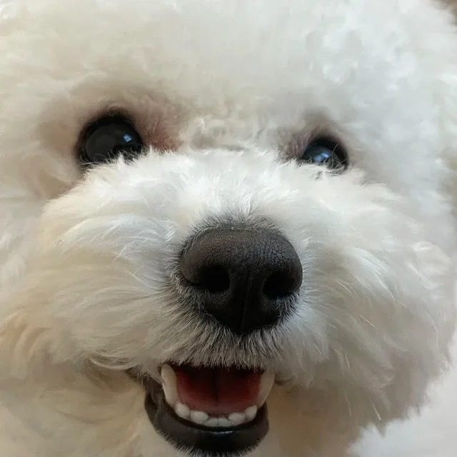디톡