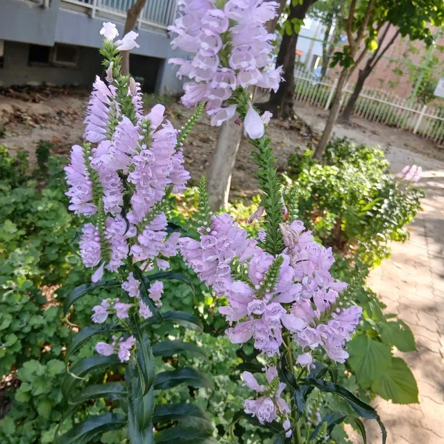 행복하시길