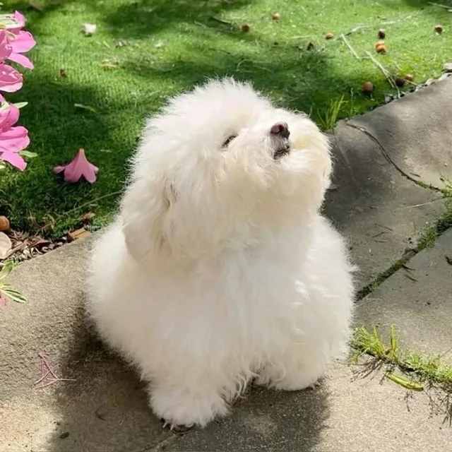 말차슈페너