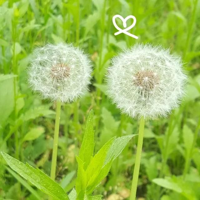 뚱이