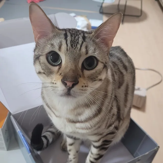 화솔