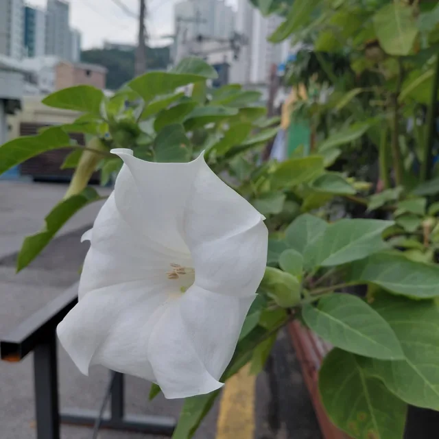 쁘띠