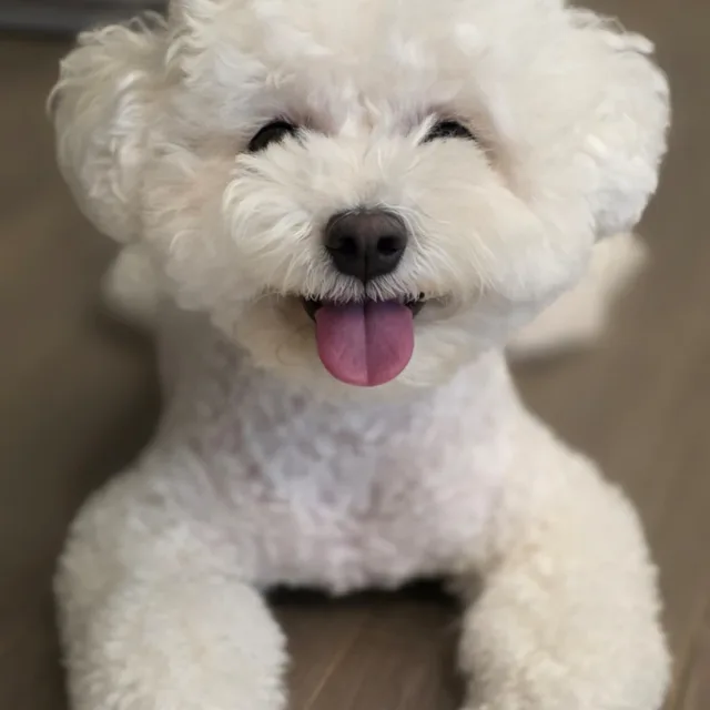 긍정당근