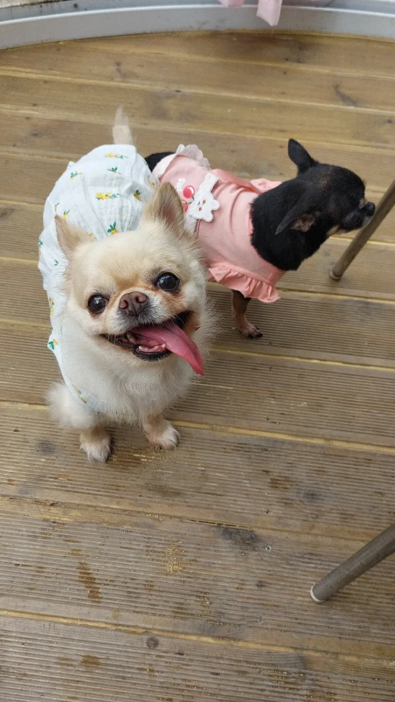 원조파주