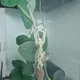 땅콩