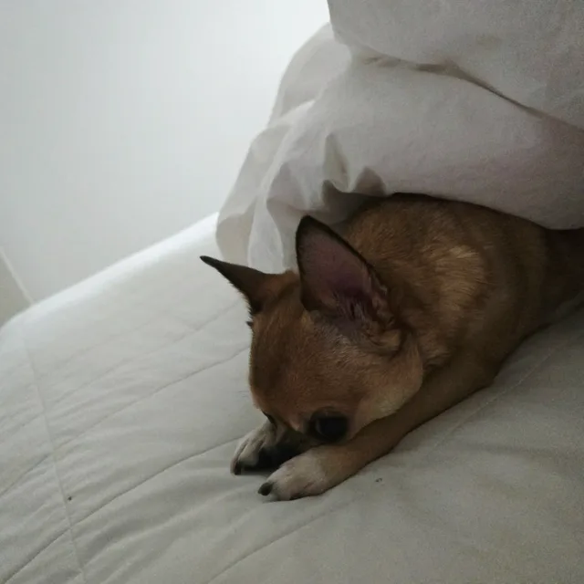 꼼이