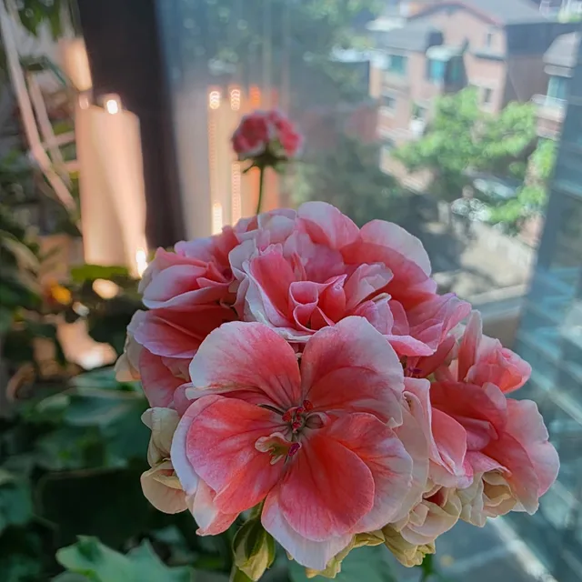 기린