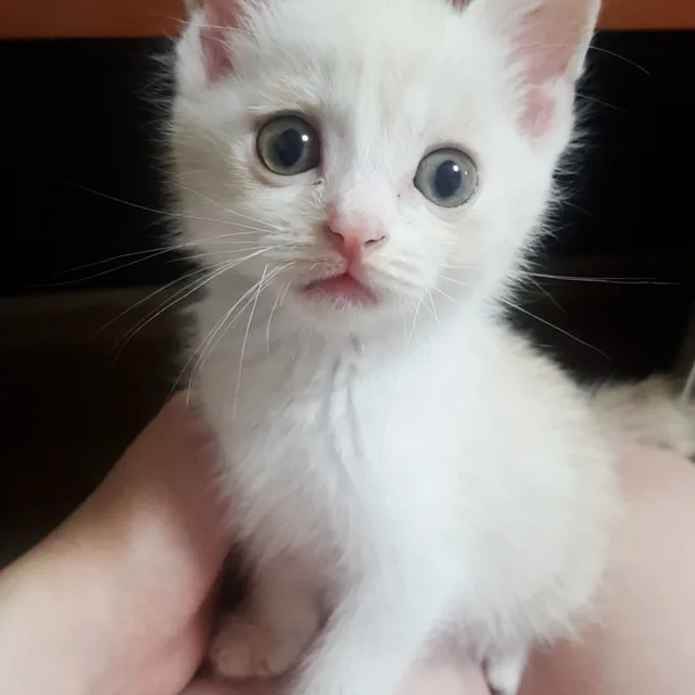 냉이