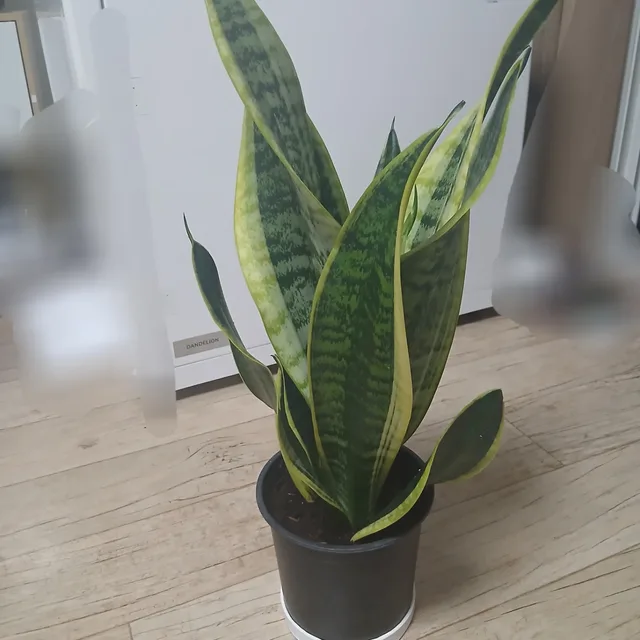 즐거운농부