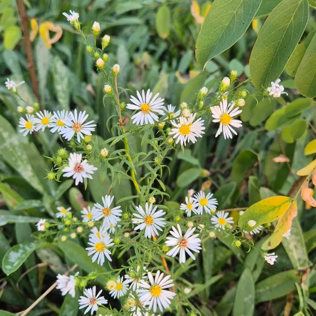 보미보미