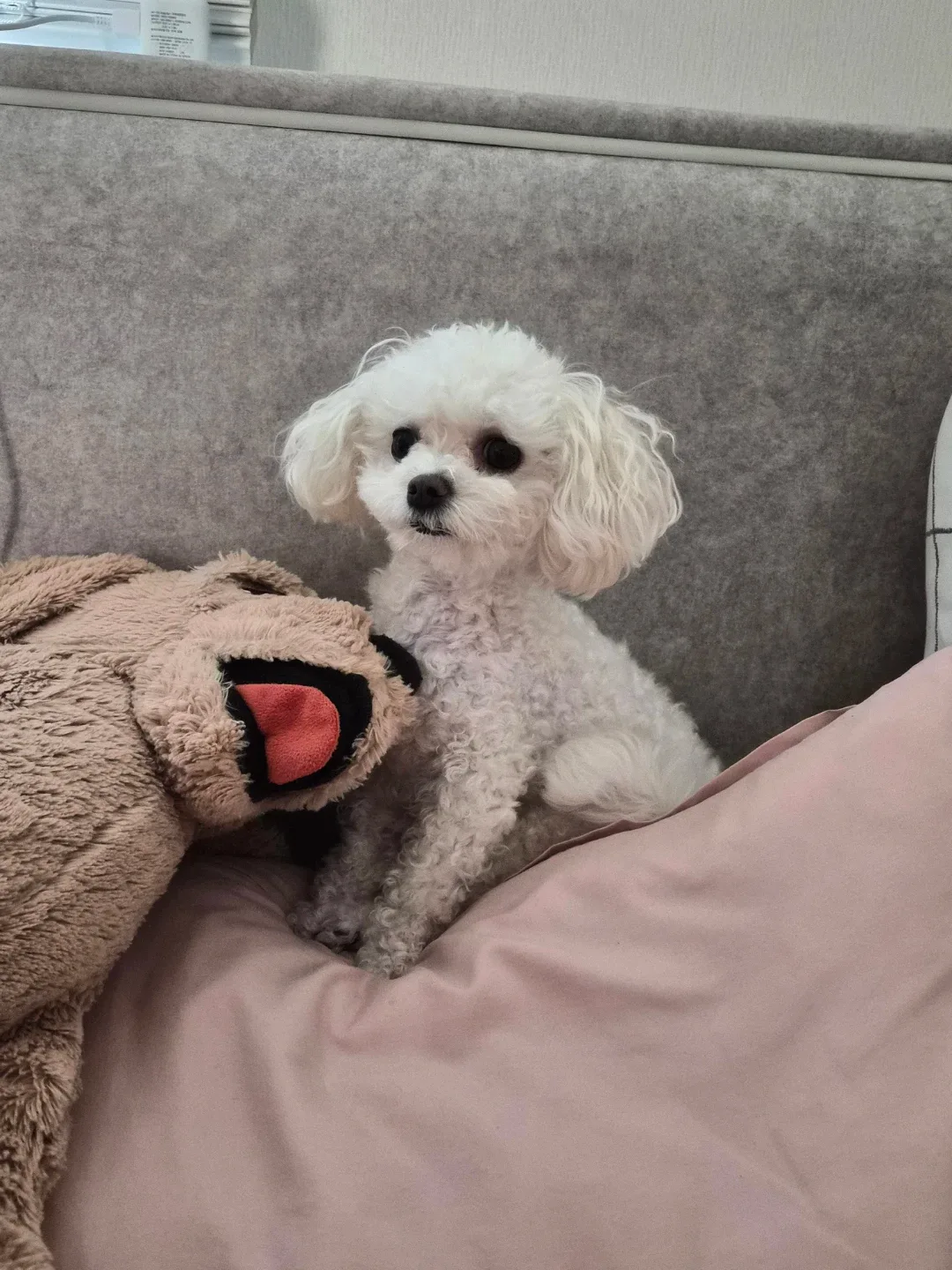 보들이