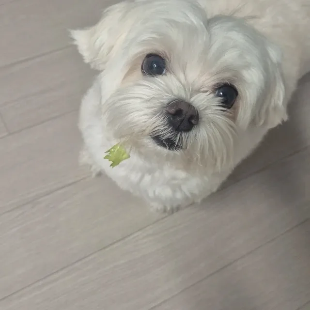 푸름맘