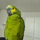 모모
