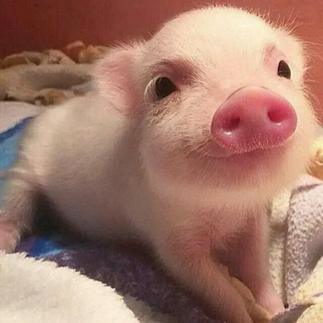괭이발