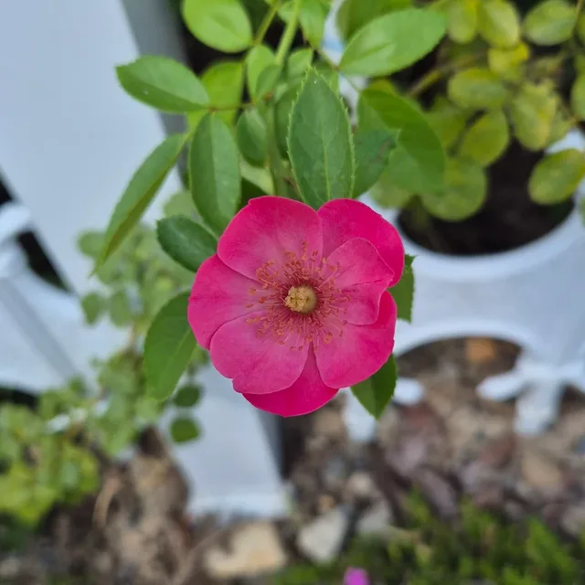 마리온