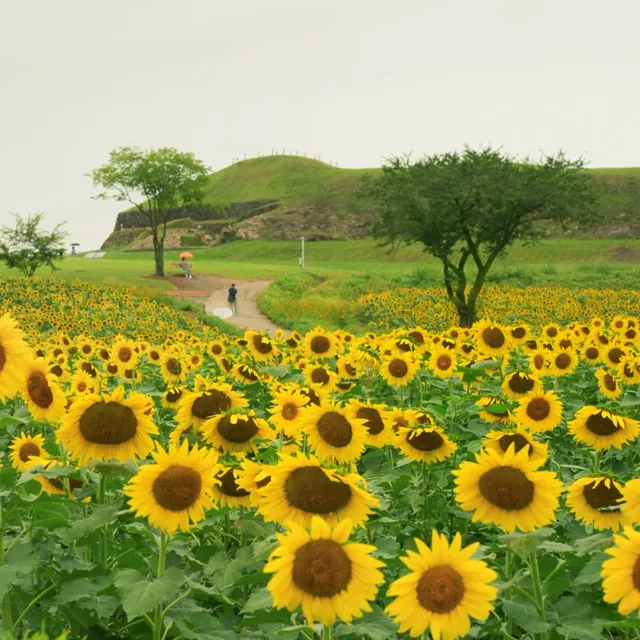국화수목
