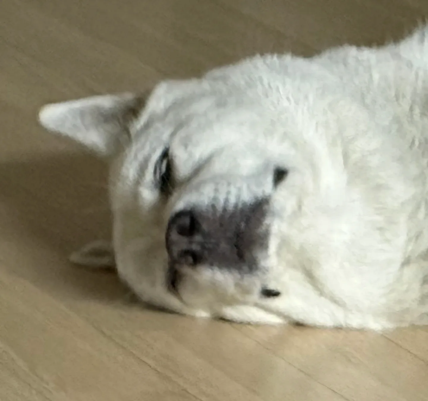 치키차키쵸