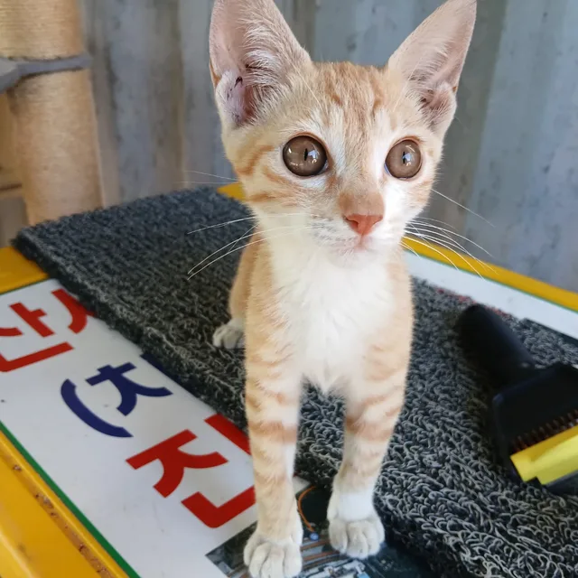 매너있는거래해요
