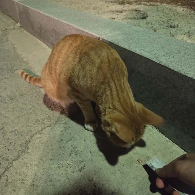치즈냥