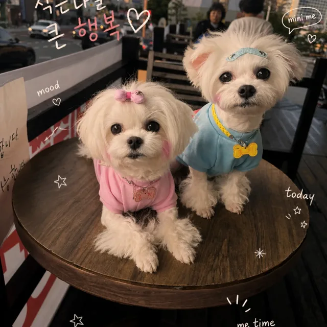 롤리폴리