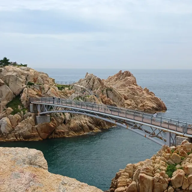사철소나무