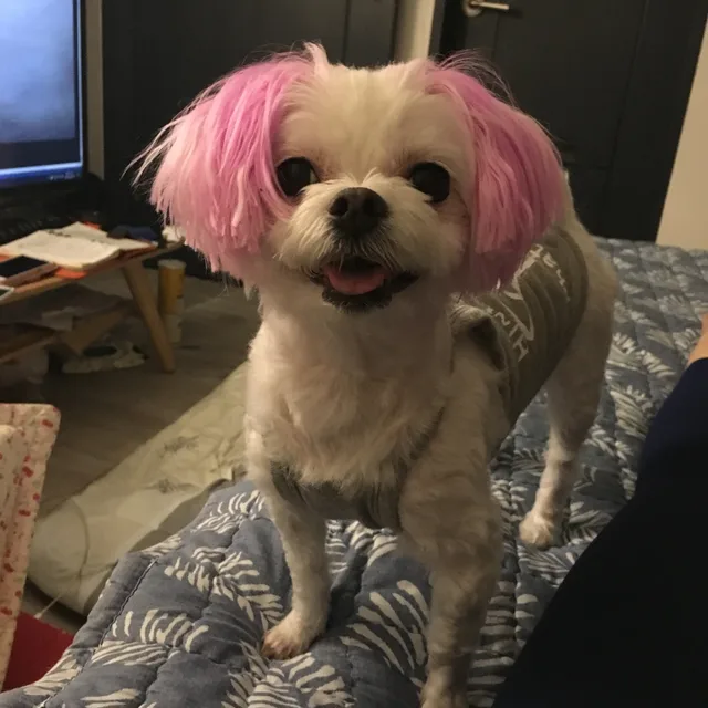 니모