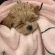 우유