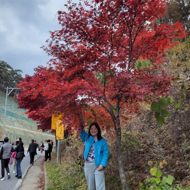 여름담장