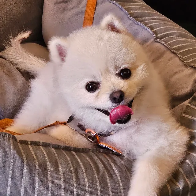 박두팔