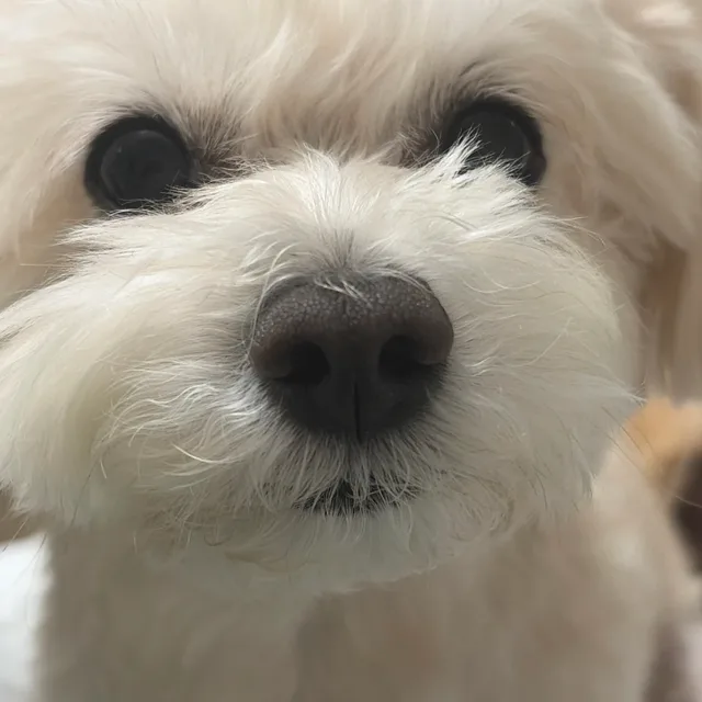 라떼