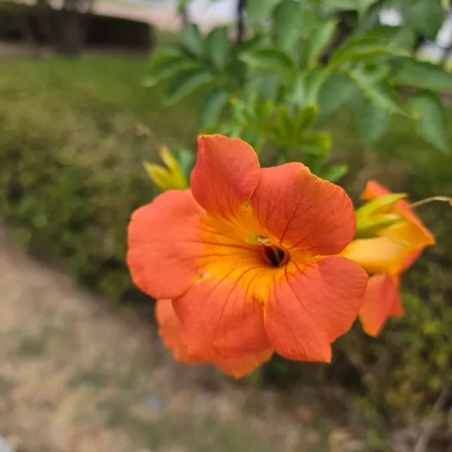 능소화이쁘다