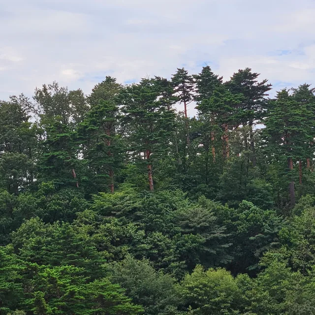 자영당근이지