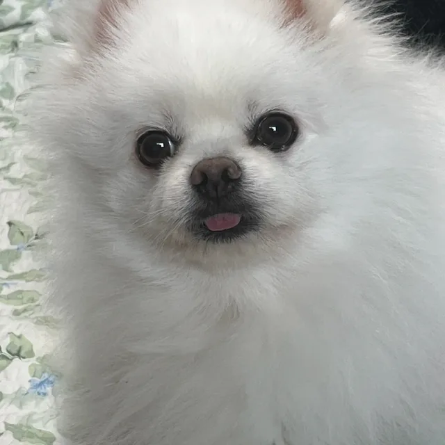따롱00