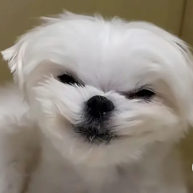 잉어