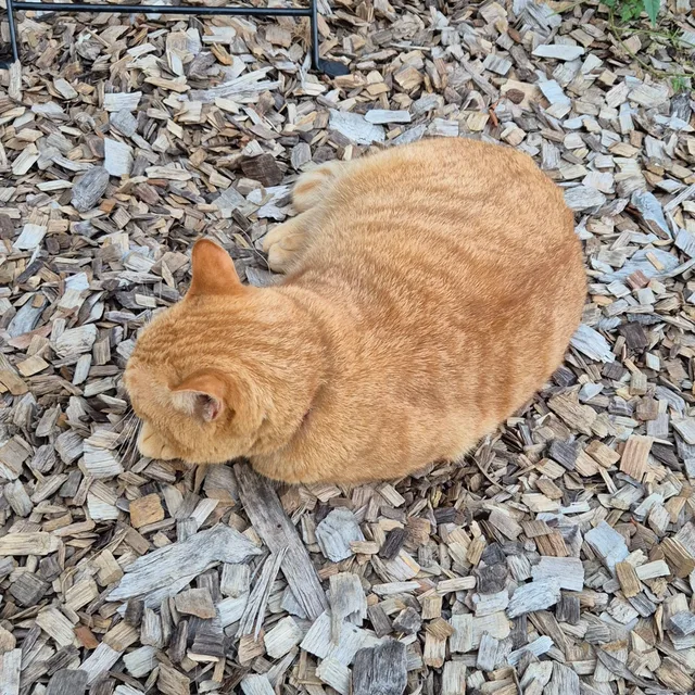 개포동고양이